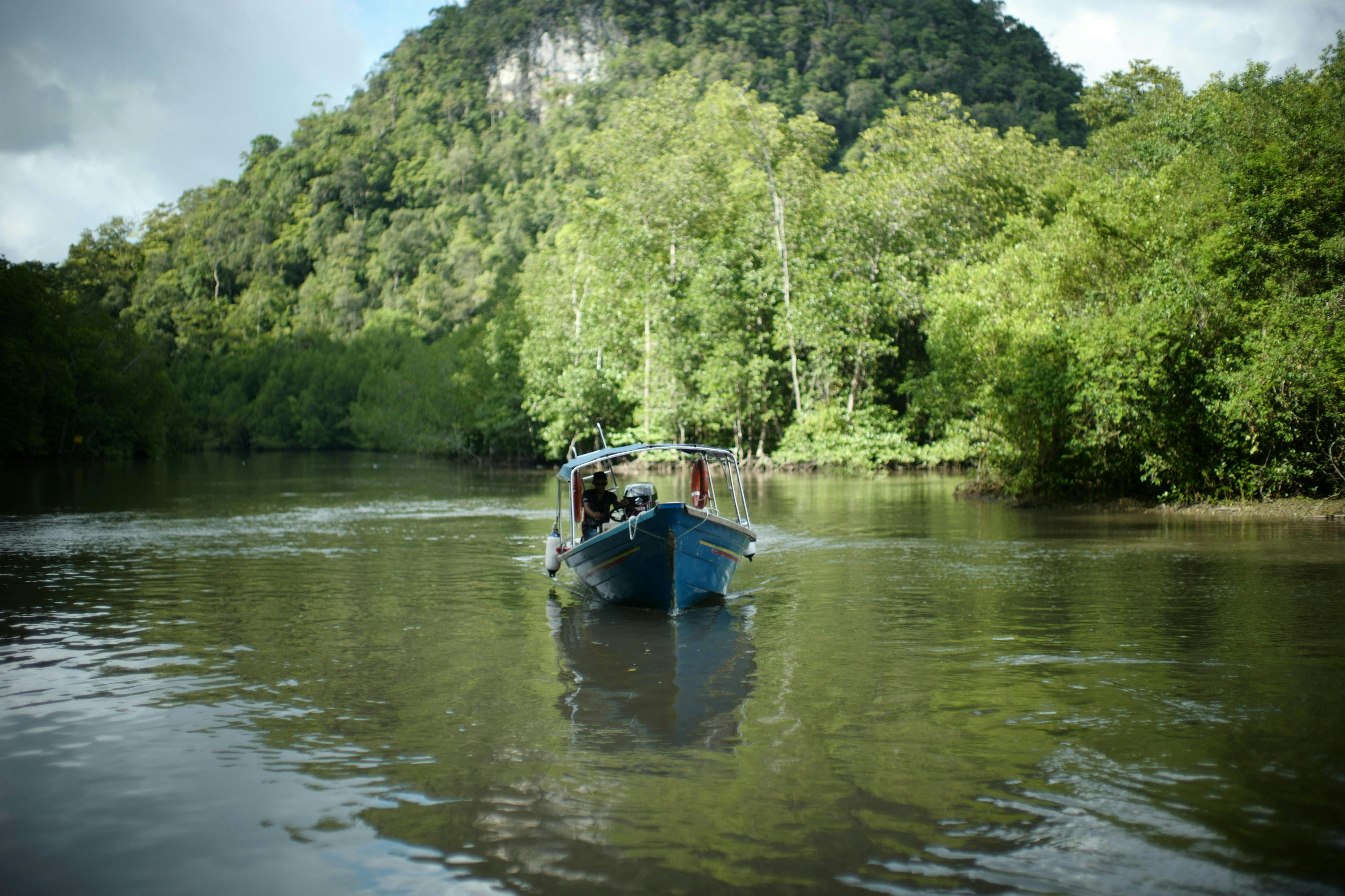 Experience Mangrove Boat Safari